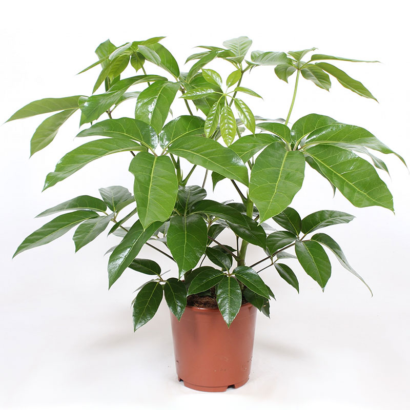 Aralia 'Amate'