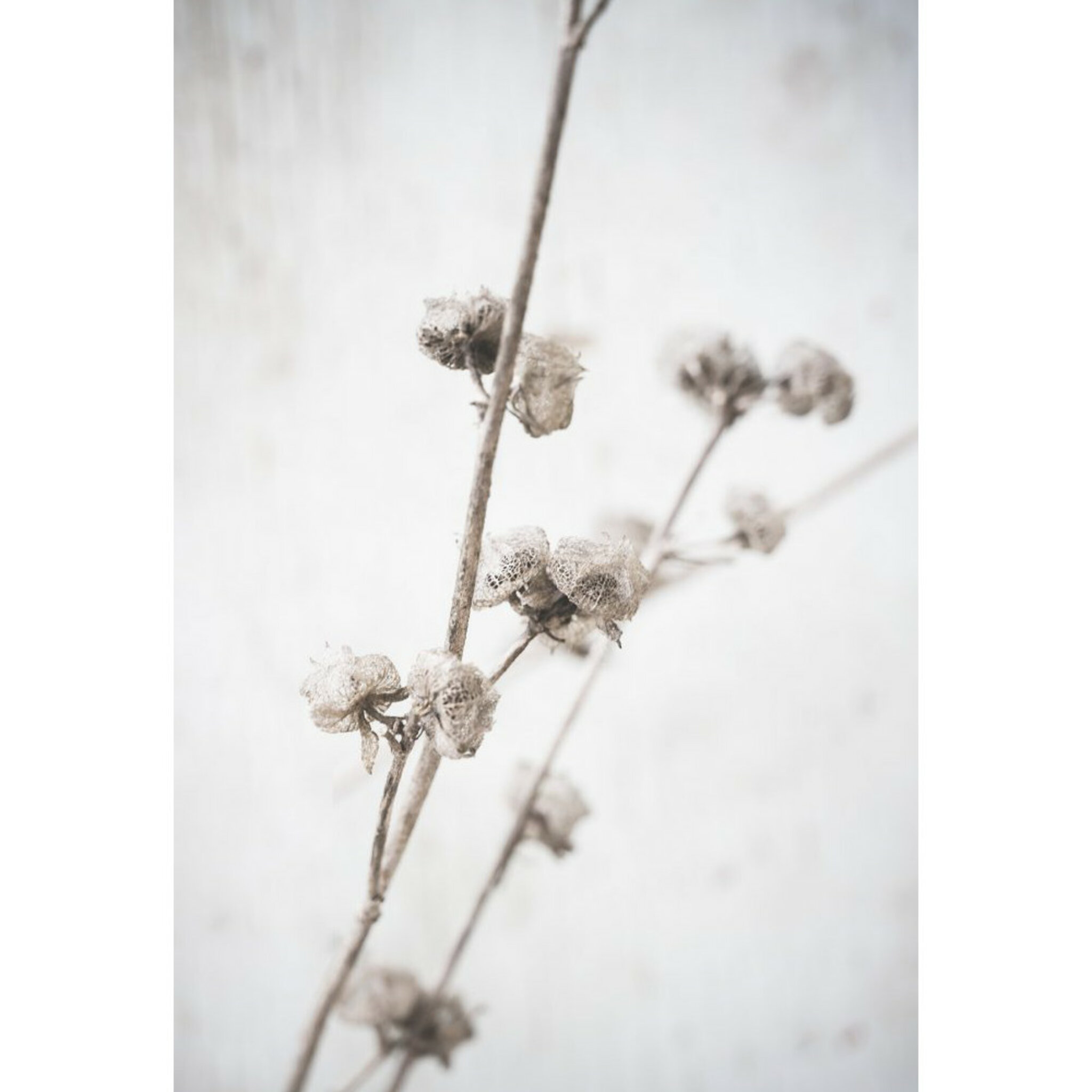 Dried Autumn Flowers Poster