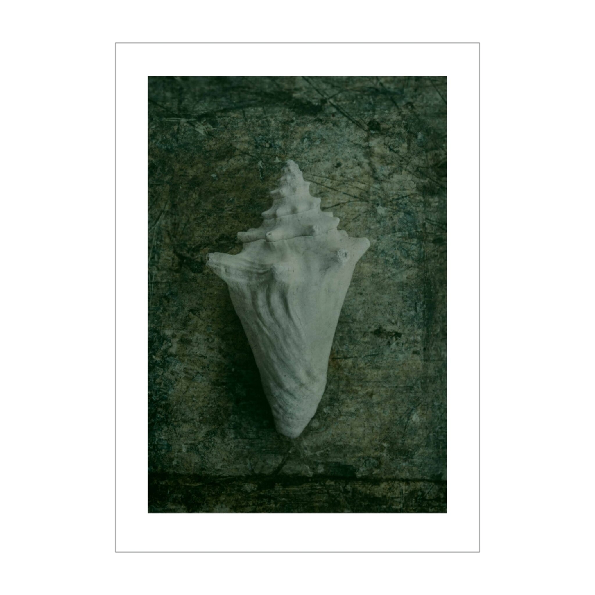 Shell and Shadows