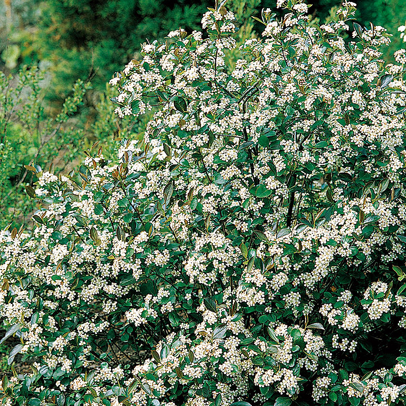 Svartaronia 'Hugin' 10-pack