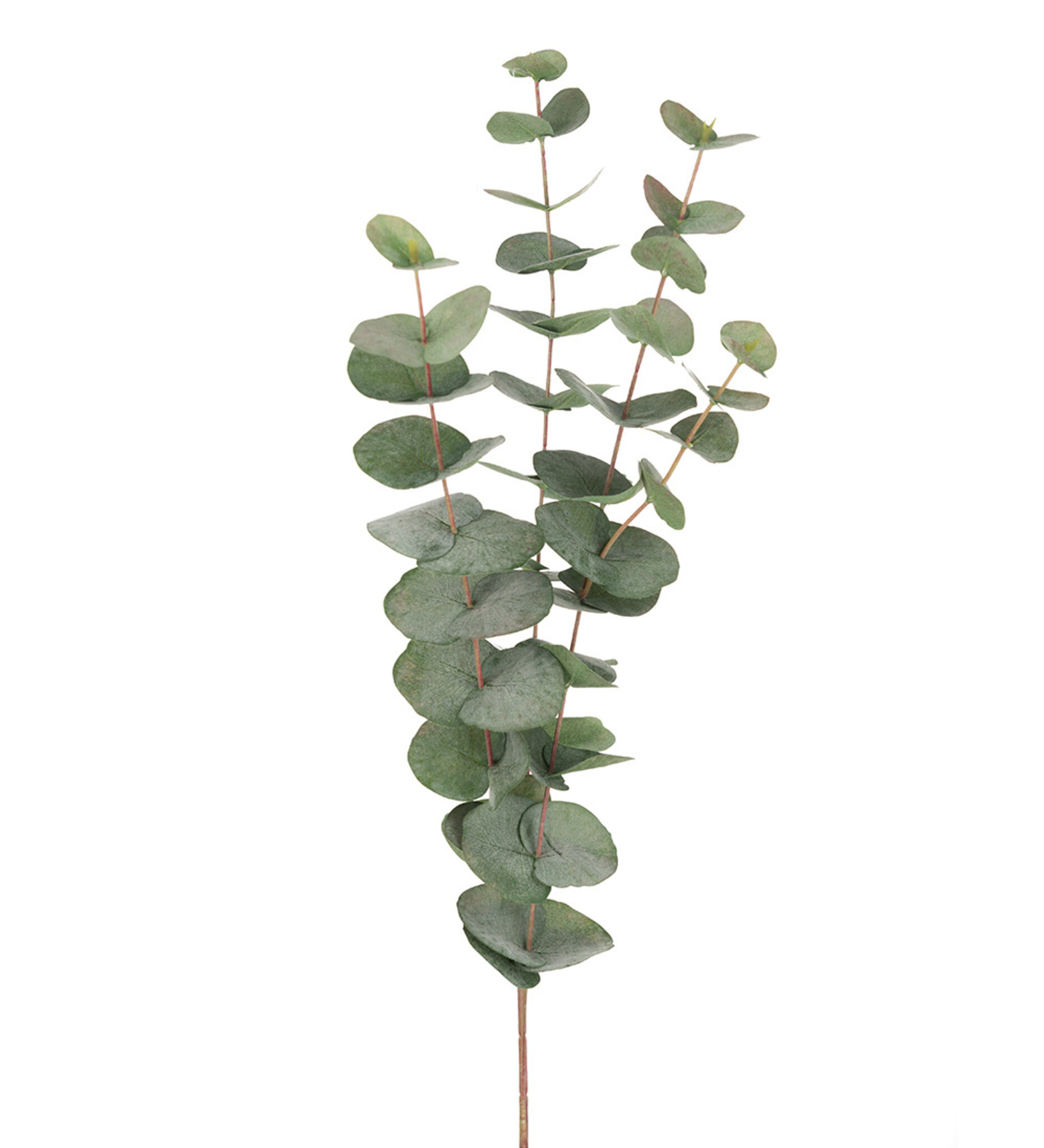Eucalyptus 60 cm, 60