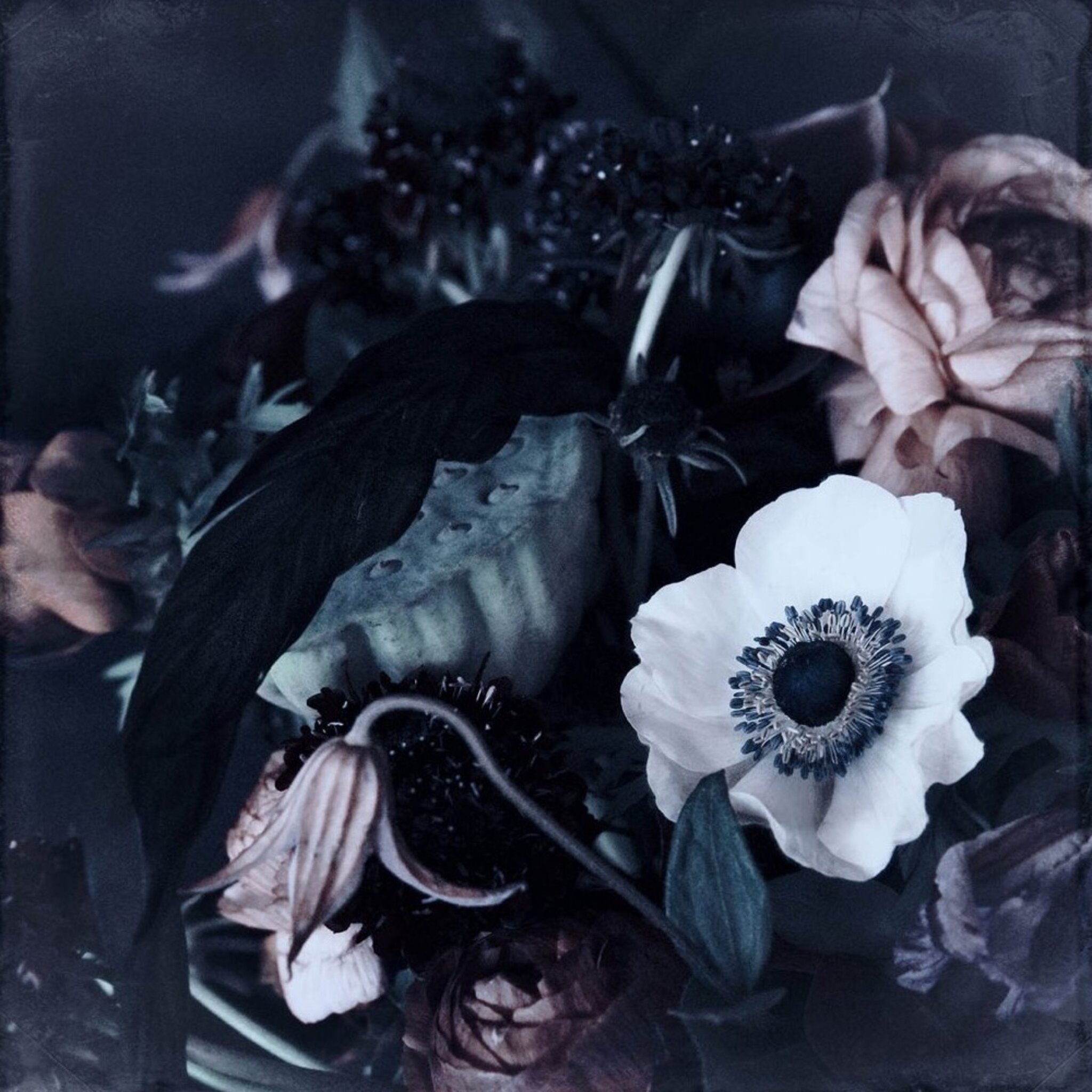 Nights in Paris – Ranunculus flower Poster
