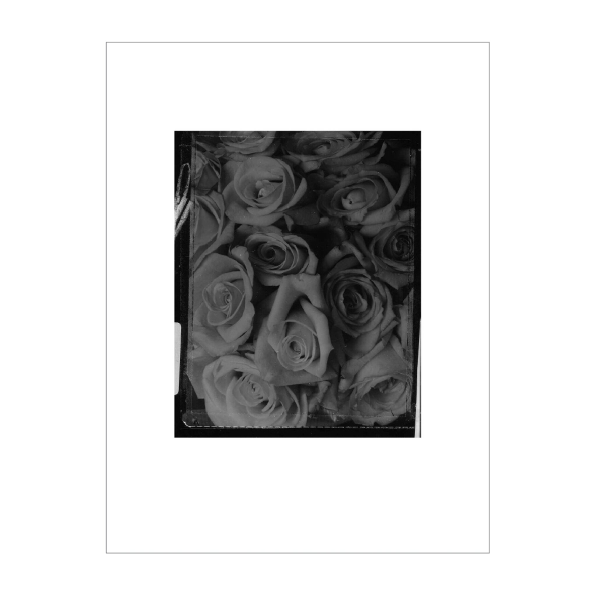 Grey Roses