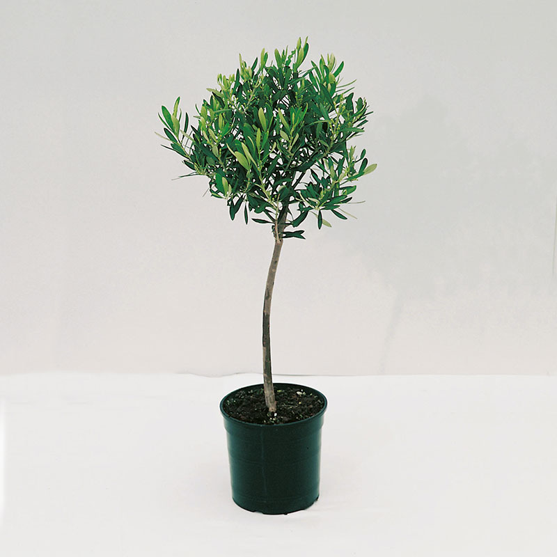 Olivträd, 95-100 cm