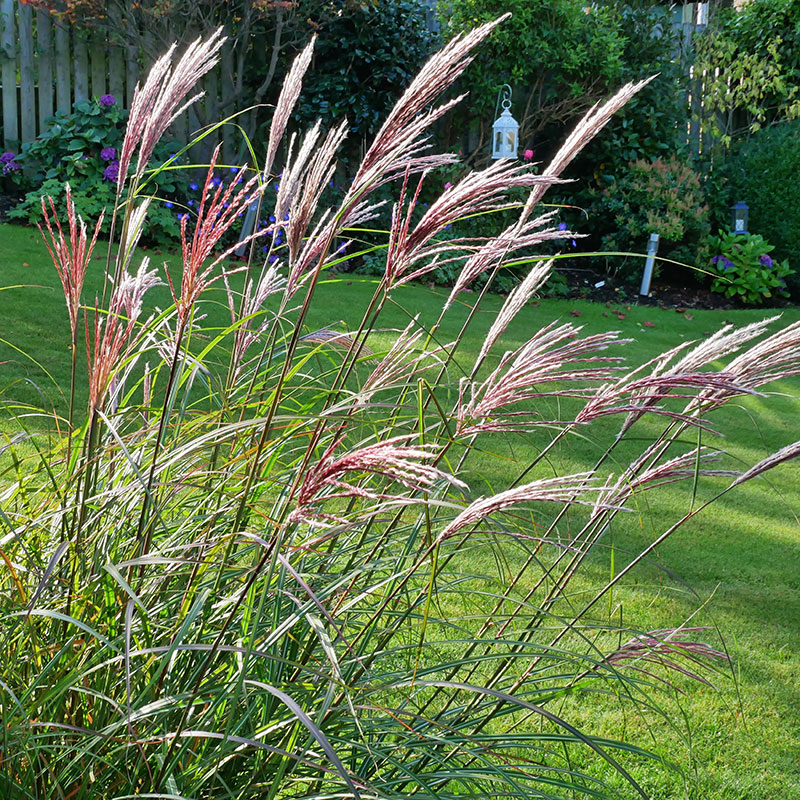 Glansmiskantus 'Red Chief', 2L