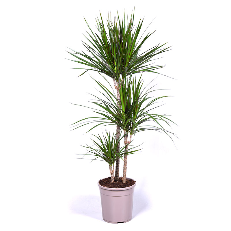 Kantdracena, 3 stam