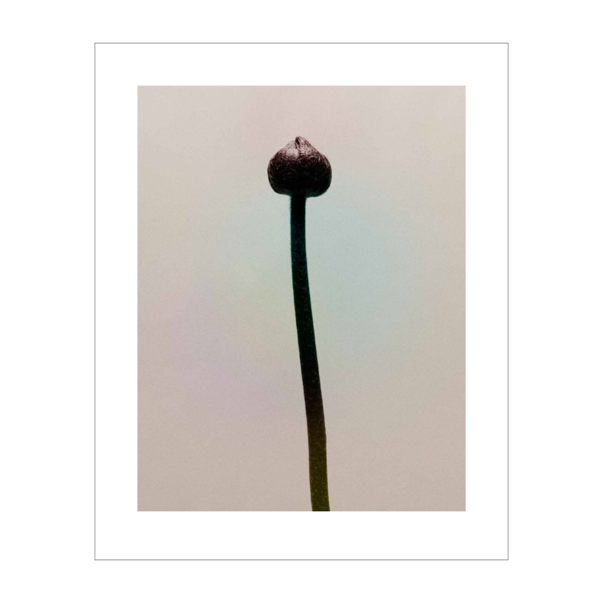 Flowers #3