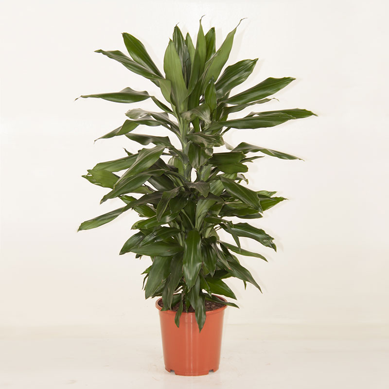 Doftdracena 'Janet Lind'