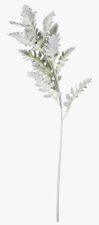 Silverek blommor ljusgrön