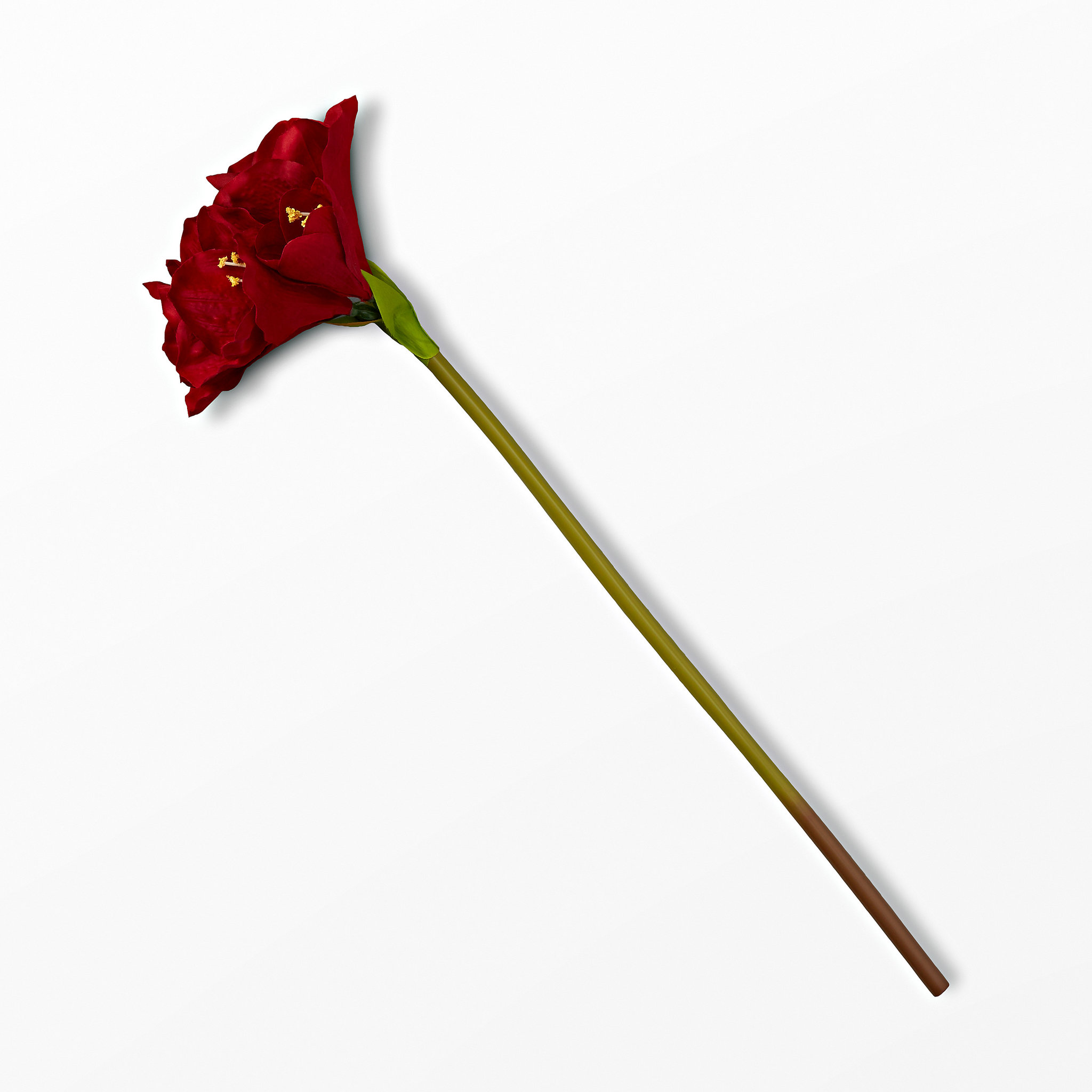 Dekoration amaryllis