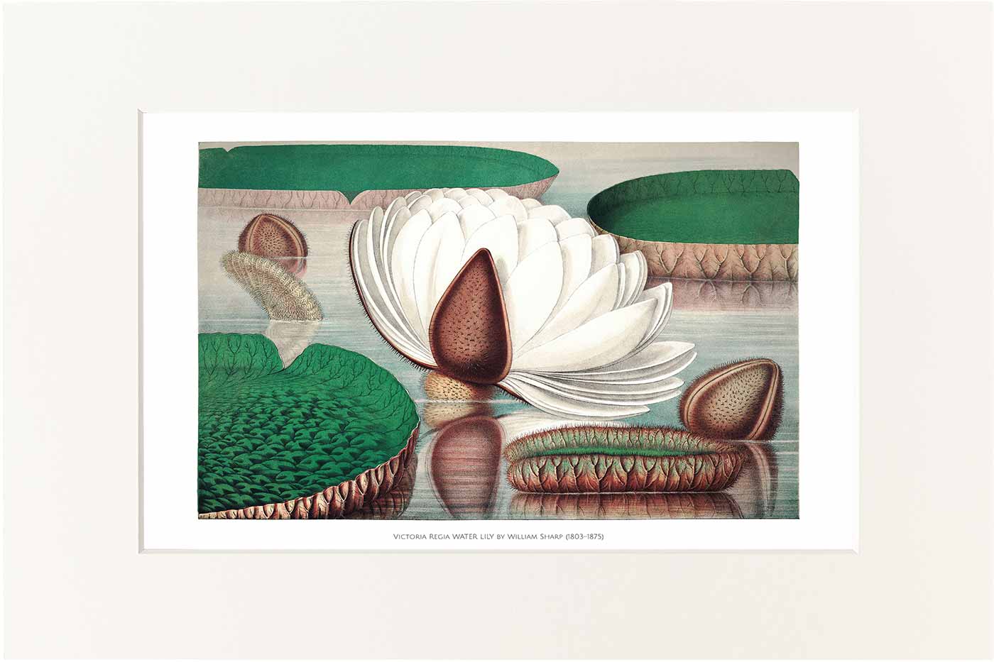 Print William Sharp 40x50 cm #002