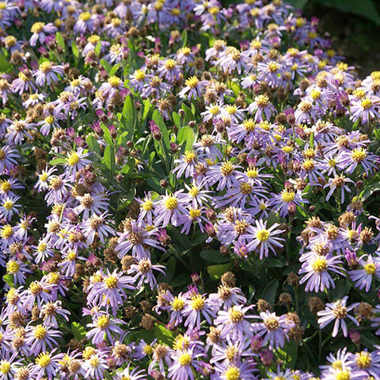 Balsamaster 'Adust Nanus'
