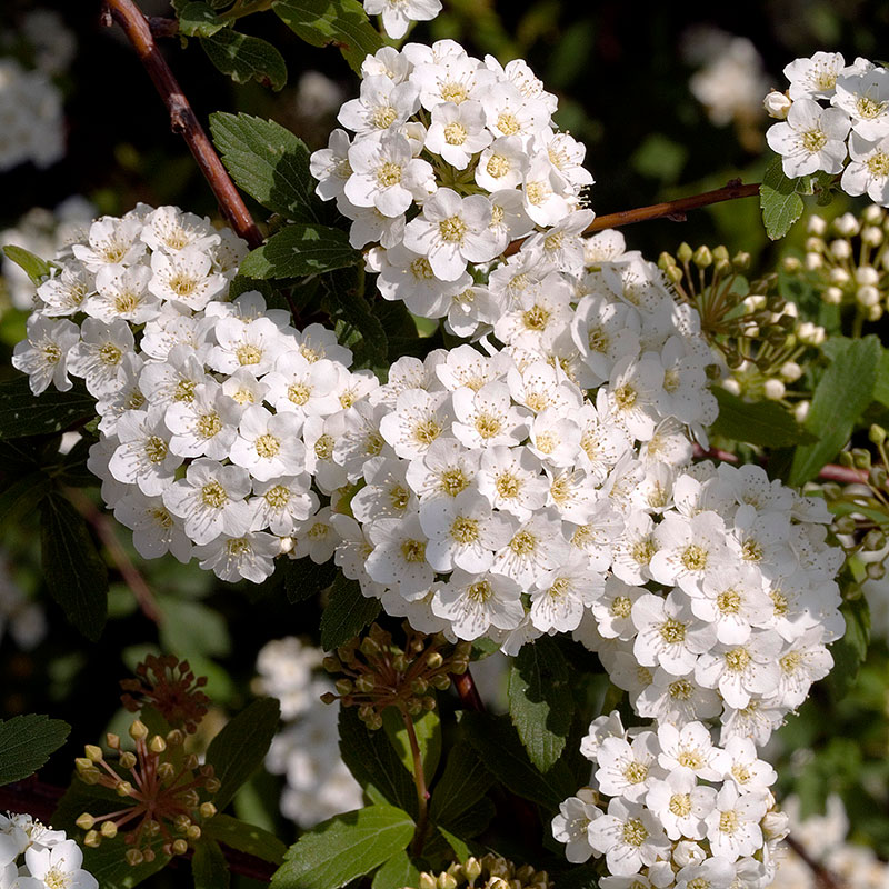 Bukettspirea 10-pack