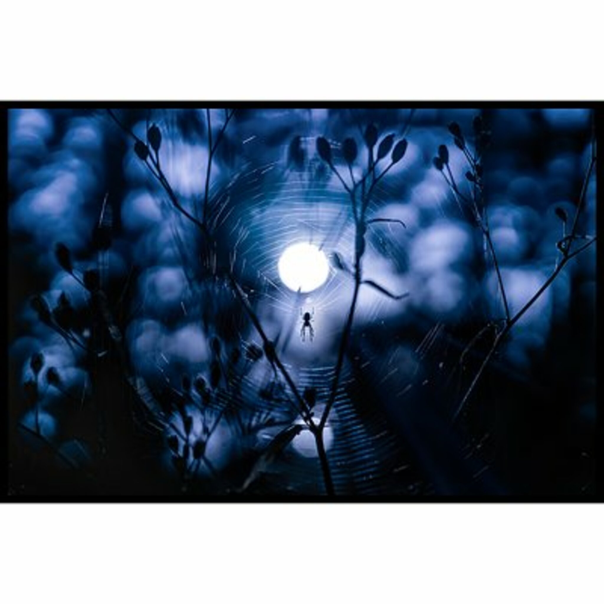 Spider At Night Poster