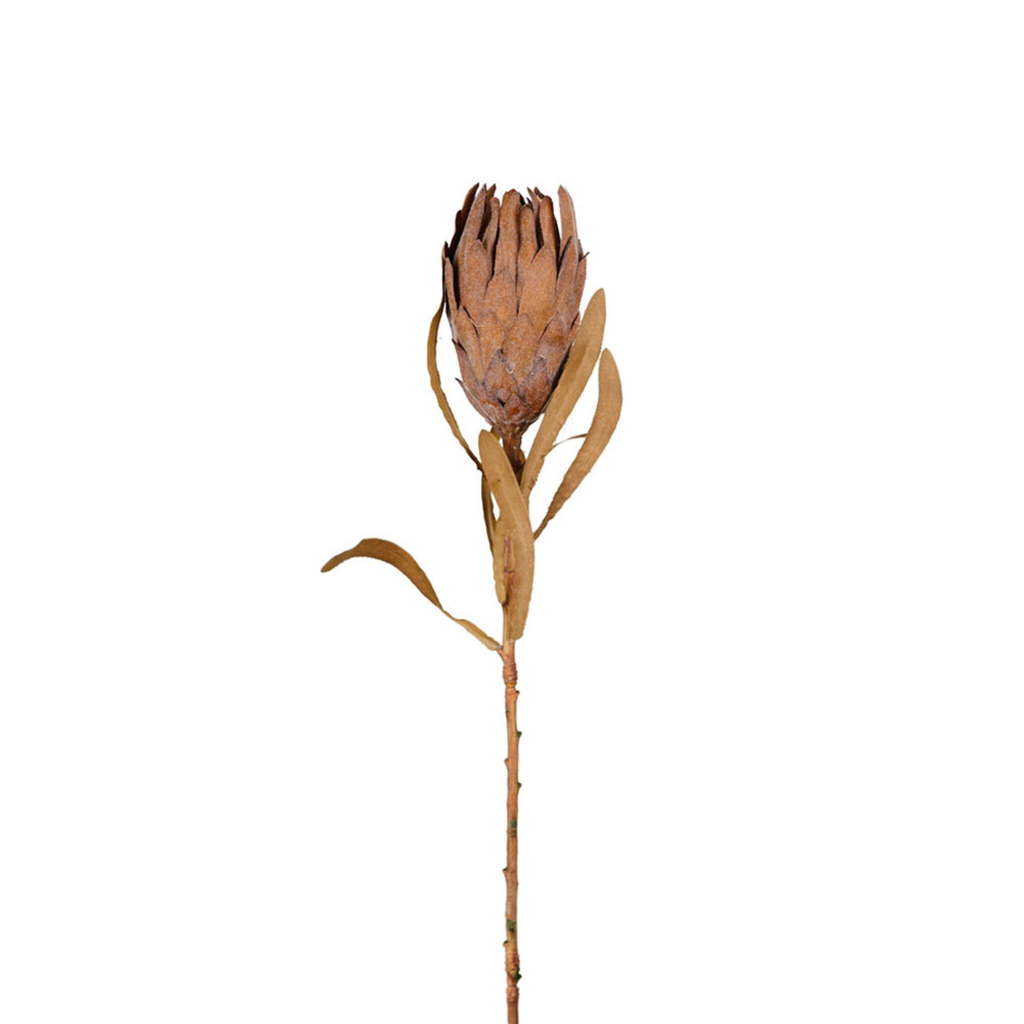 Protea, 60 CM