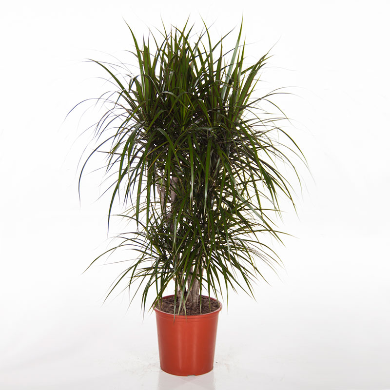 Kantdracena, grenad
