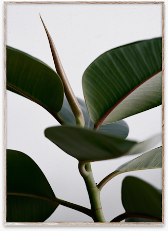Green Home 02 Poster 50x70 cm