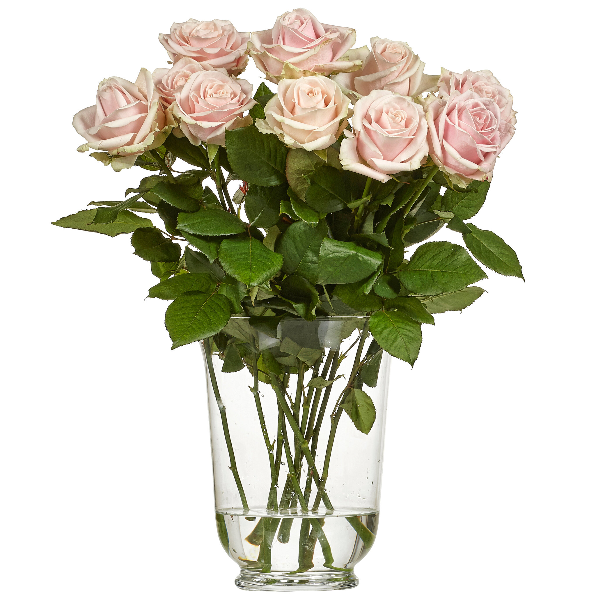 Ros Rosa