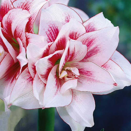 Amaryllis 'Elvas'