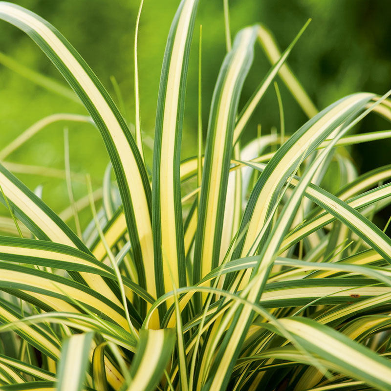 Carex 'Evergold', 2L