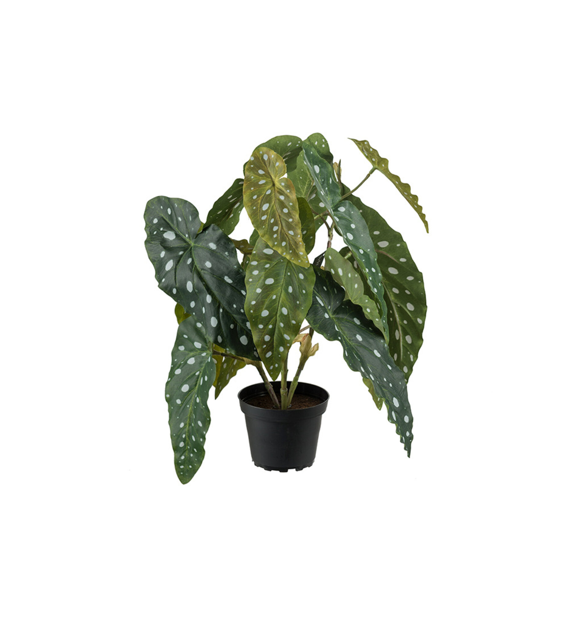 Forell Begonia, 40