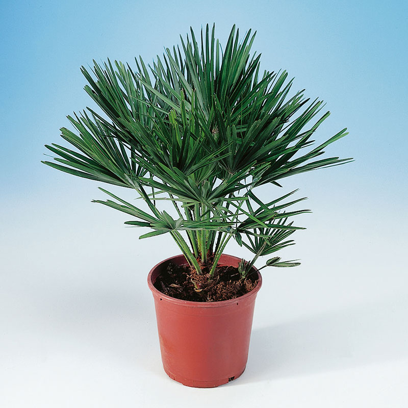 Europeisk dvärgpalm, 50-60 cm