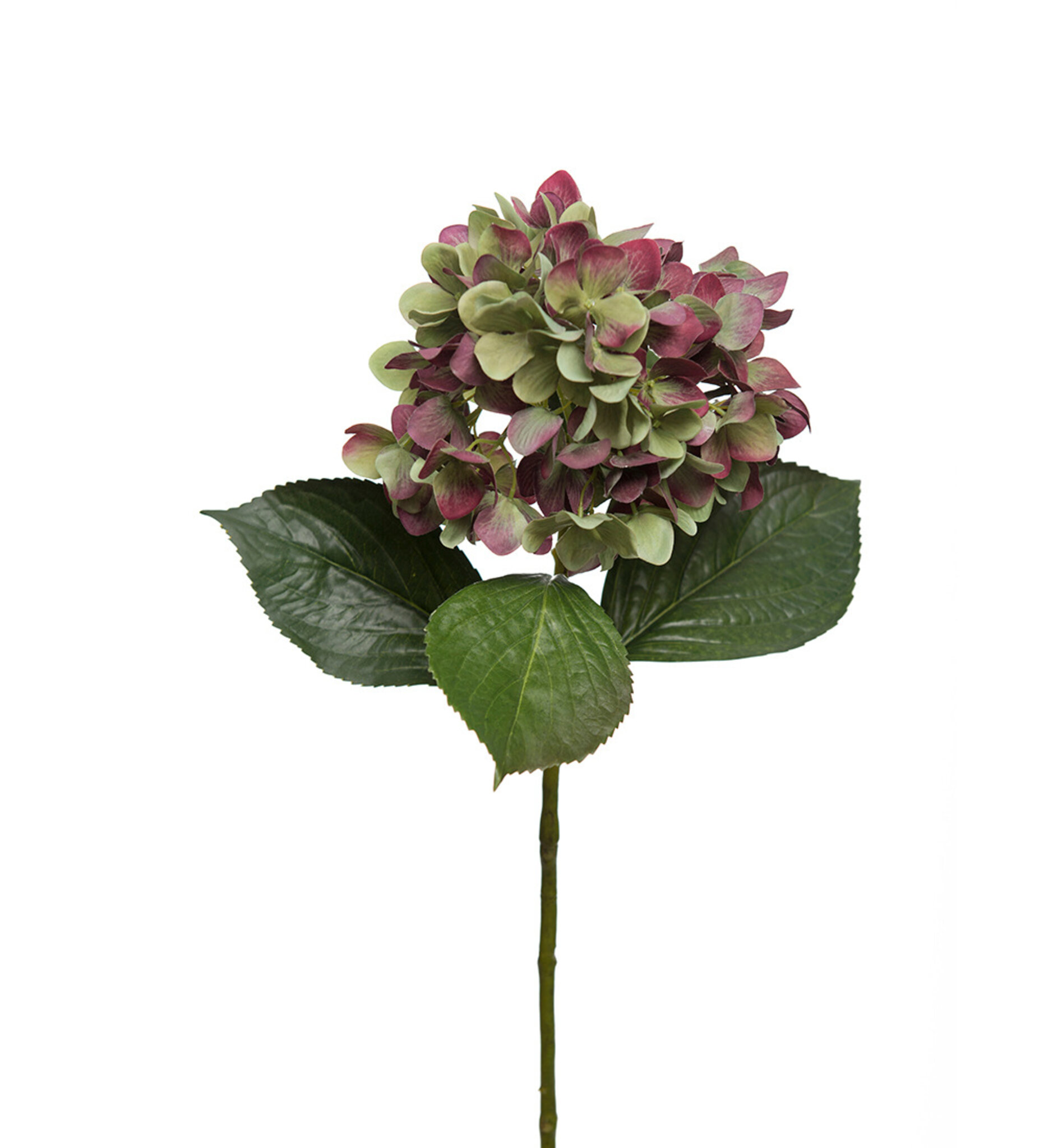 Hortensia 65 cm, 65