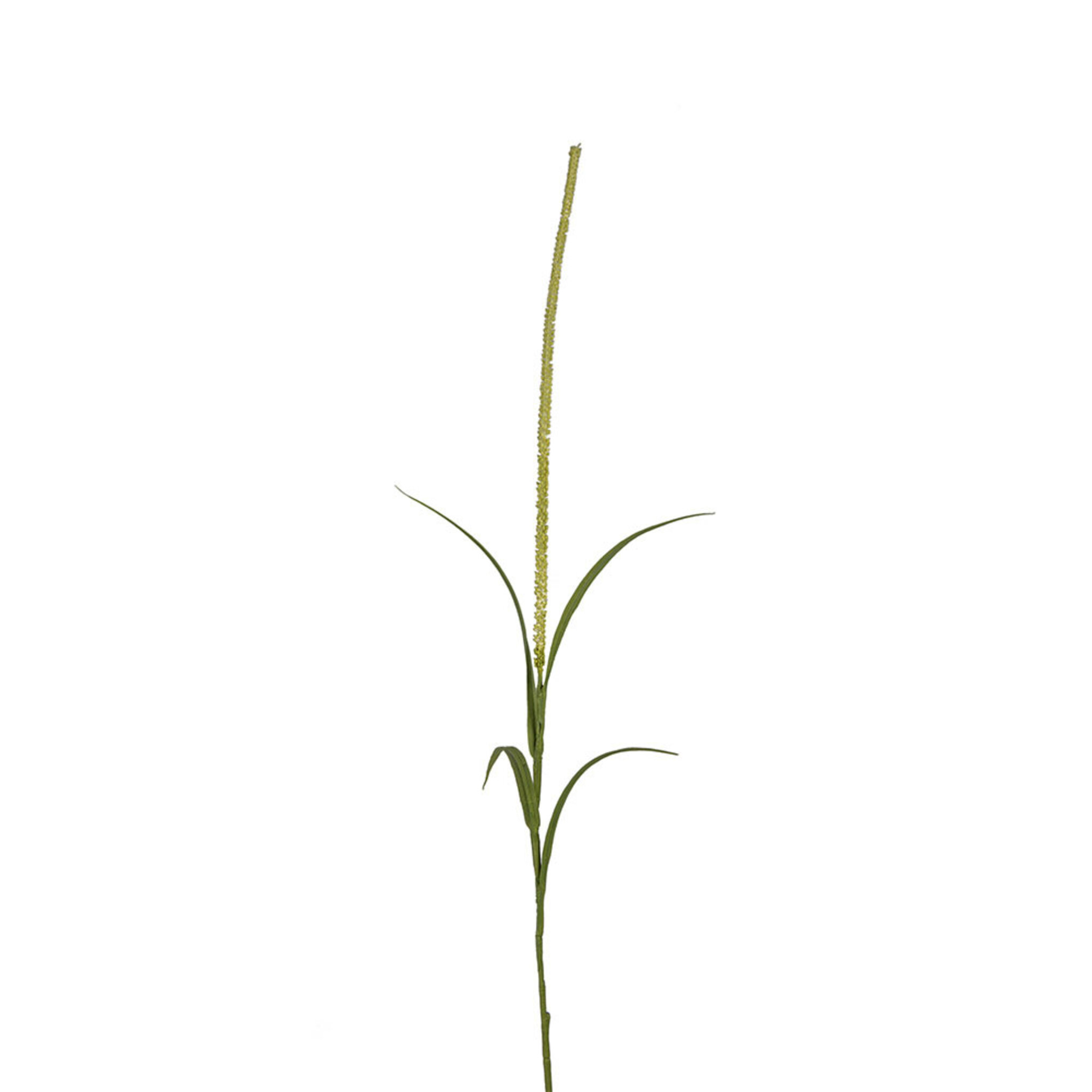 Gräs