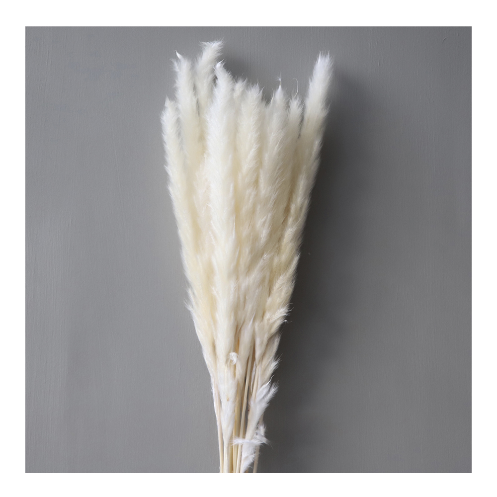 Cooee - Torkad Pampas Vit