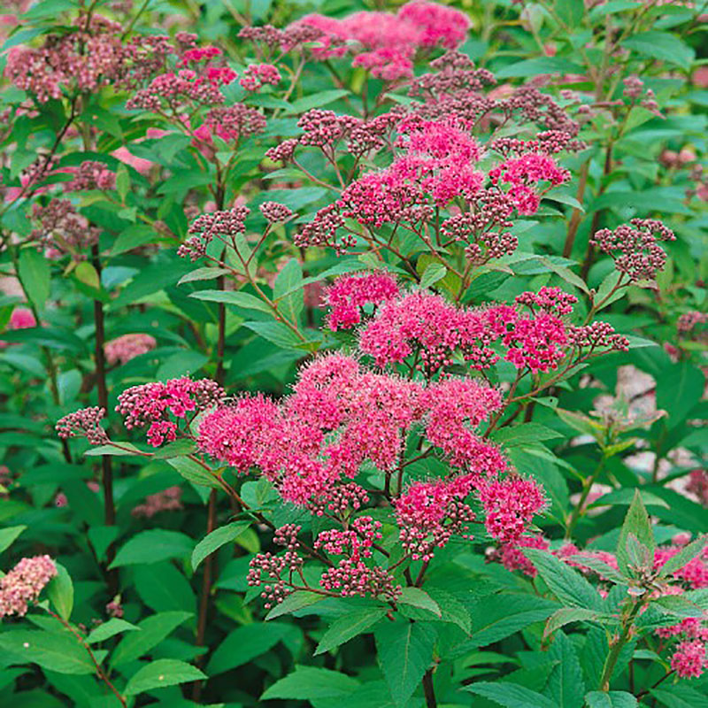 Stor Rosenspirea 30-50 cm, 10-pack